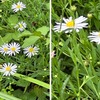 野菊を詠んだ短歌　　光則寺で見かけたノギク．  おそらくヨメナ．ノギクと呼ばれる植物には，シオン属の花（ヨメナ，ノジギクなど）とキク属の花（ノジギクなど）があります．　秋草のいづれはあれど露霜に痩せし野菊の花をあはれむ　伊藤左千夫　　水色に塗りたる如きおほぞらと白き野菊のつづく路かな　与謝野晶子　　のぢ菊の一むら白き吾があたり立ち行き妻は草むらに入る　近藤芳美　　二三本野菊が枯れてゐるばかり別れし夫と夢に会ふ原　中城ふみ子