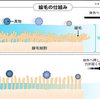 水分補給と免疫について。