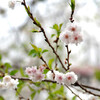 桜が開花した��E類僕茲討泙靴拭�