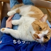 るるちゃんのレアなデレタイムがやってきた！