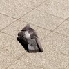 鳩　溶けています