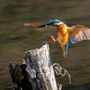 カワセミのダイブとホバリングを撮影！高速シャッターでカワセミの生態を捉える #kingfisher