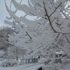 福ニャン日記　雪の華