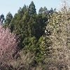 辛夷と東海桜