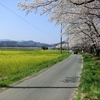 小川町で春を満喫ジョギング