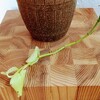 ジロジロと眺めてナンボ。春の素人園芸日記。