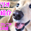 愛犬リオ娘の自己紹介　ダックス　シニア犬