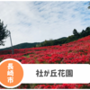 【社が丘花園】長崎最大級の彼岸花スポット。春は菜の花が超穴場だった！