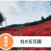 【社が丘花園】秋に見たい長崎最大級の彼岸花スポット！開花は遅れ気味の模様