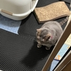 くろめ活動的になって来たんだけどねー