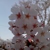 桜の舞い散る頃。。