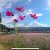 山間にそよぐ秋桜