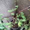 山椒の木は残って、誰もいなくなった…。