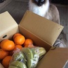 伊予柑と猫