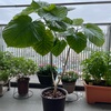 ウンベラータの植え替え3