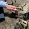 猫と操体。犬と操体、猫に操体。犬に操体。