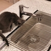 これで決着？猫とのキッチンをめぐる攻防戦