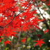 赤かった頃の薬師池公園