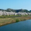 木次の桜