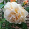 趣味を持つこと　好きなことを見つけること