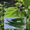 庭で夏野菜 84　【オクラ】