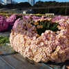 新宿御苑の菊花壇展に行ってきました その2(菊栽培所他)