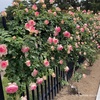 敷島公園門倉テクノばら園