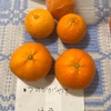 食べたものいろいろ