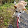 老犬ホームあん｜非常。