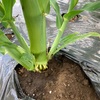 トウモロコシの土寄せと追肥