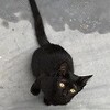 子猫が、うなぎ猫になってしまった！？でも、この子猫の将来が心配だ？