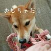 古いTシャツで犬のおもちゃの作り方 今日の柴ちゃん229 毎日ご飯