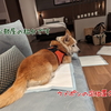 狗賓高山（２）お部屋編　犬との宿泊 感想ブログ（レビューと口コミ）