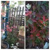 小さな紅葉とハンギングバスケット
