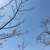 長野県    光城山（ひかるじょうやま）へ
