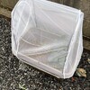 家庭菜園　その②