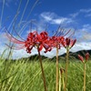 彼岸花・白か黄色かピンクかオレンジか