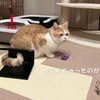 雨田甘夏、飛行物です。【猫と飛蚊と仮想敵事情】