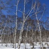 雪の白樺と初めての氷上散歩＊八ヶ岳・松原湖