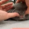 うさぎの歯の特徴！うさぎがかかりやすい歯の病気「不正咬合」とは？