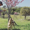 八重桜が満開でした