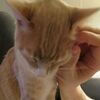 なでるのをやめると「もっとやって・・・！」と催促してくる猫【動画】