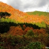 日本　本巣市大河原の紅葉