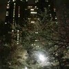 新宿の夜桜見物