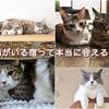 猫がいる宿って本当に会える？失敗しない選び方