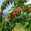 【サクランボ狩り】北海道で一番広い果樹園へ行ってきました｜さくらんぼ山観光農園