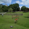 奈良公園へ