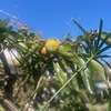 秋を楽しむ週末。」