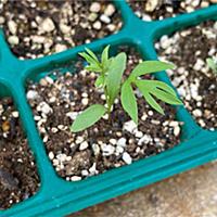 ニゲラとは 動植物の人気 最新記事を集めました はてな