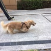 お散歩は楽しいな♪